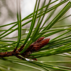 Image coniferous branch.