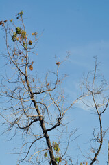 tree branches against the sky