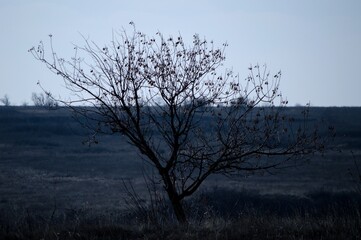 tree in the fog