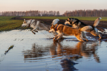 Three huskies running through water