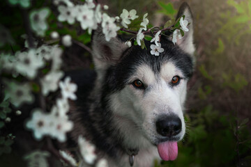 Black and white husky and blooming