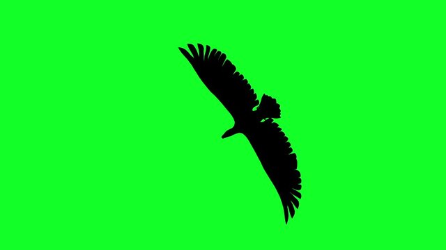 3d animation - silhouette of condor in flying  on green screen