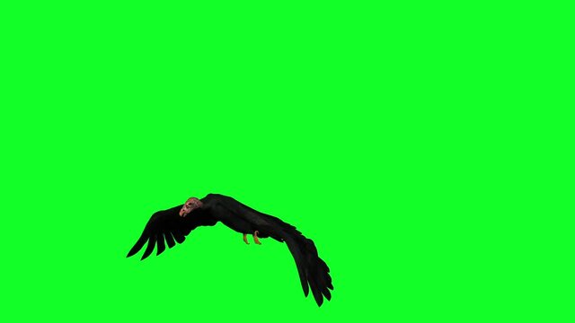 3d animation -  condor in flying  on green screen