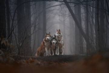 Three huskies in foggy forest