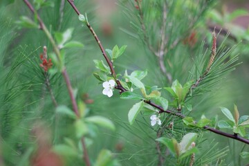Peach Blooms in the Forest