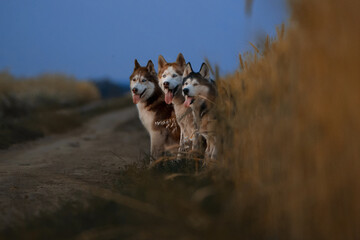 Three huskies sit in twilight