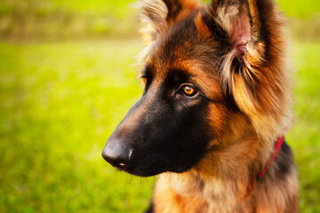 Portrait of a young German shepherd dog.