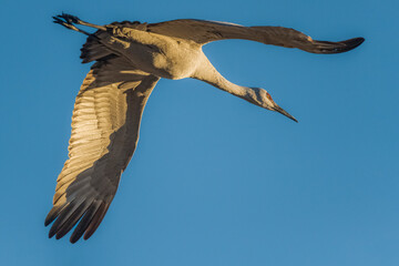 Sandhil Crane Antigone canadensis (Greater race) flying overhead