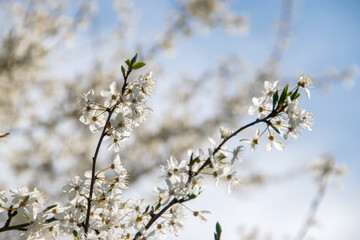 Blühende Äste im Vordergrund vor blauem Himmel
