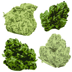 Digitally drawn hemp and cannabis nugs isolated with transparent background.