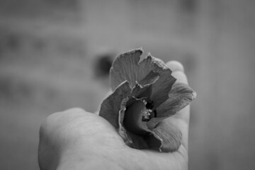 Colorless Flower