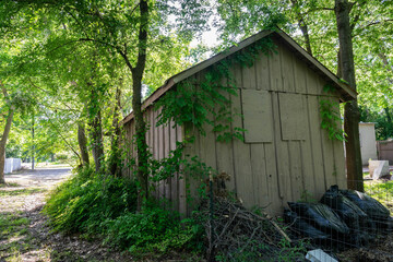 Shed Overtaken by Nature