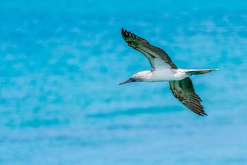 Blue-footed boobies in flight