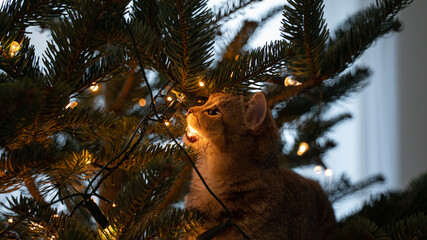 young cat with big beautiful eyes sits on a Christmas tree - 472695035