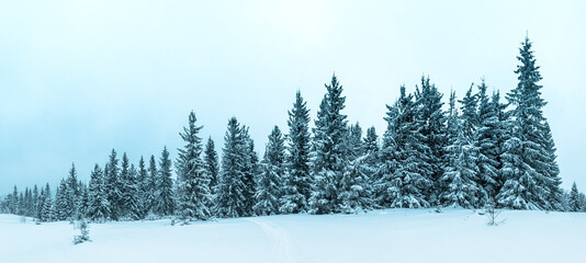 Winter weather with snowdrifts and fog in the mountain spruce forest. Trees curved under the weight of snow