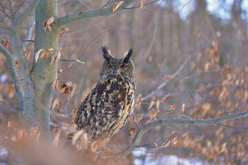 portrait of a eagle owl in the nature. Bubo bubo. Beautiful eagle owl sitting on the branch. Wildlife scene from nature.