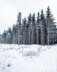 snow covered trees