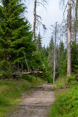 Fototapeta premium Nationalpark Harz Oderteich bei Braunlage