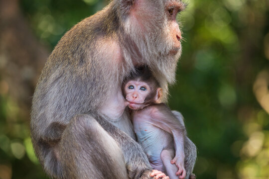 Portrait of baby monkey and mother at sacred monkey forest in Ubud, Bali, Indonesia
