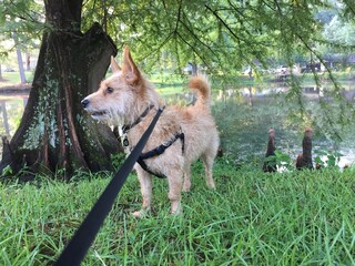 Dog on a leash by a pond