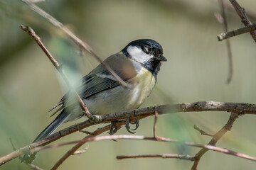 Schlafende Kohlmeise 