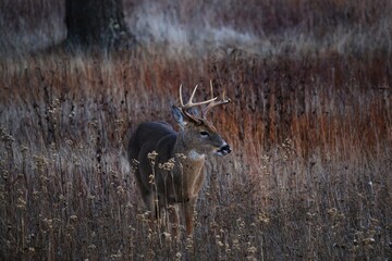Eight point White Tail Deer
