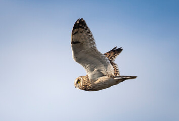 Hibou des marais 