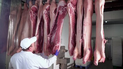Side view of fresh carcasses hanging on track in room, male worker checking and observing meat, holding measuring device. Red raw meat ready for transportation in cold storage indoors.