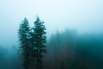 Dark and spooky silhouettes of trees in the forest in the morning fog