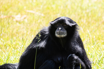 A gorilla is relaxing at the zoo