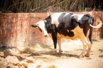 A cow at the zoo