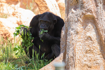 A gorilla is relaxing at the zoo