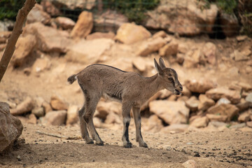 A goat at the zoo