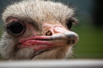 Ostrich at the zoo