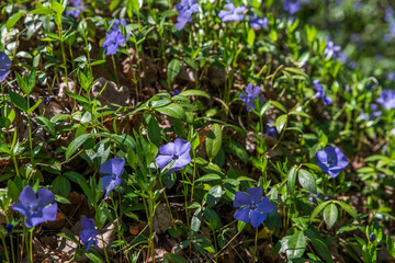 Spring forest with blooming periwinkle in the glades under old trees.