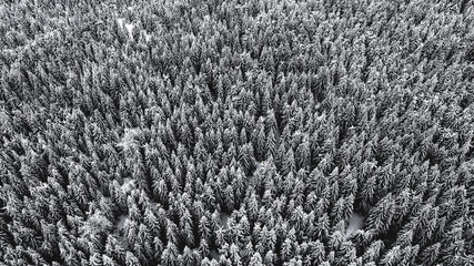 Snowy forest in the Jizera Mountains
