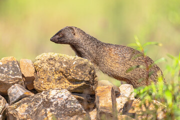 Egyptian Mongoose in Extremadura Spain