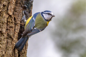 Eurasian Blue Tit perched on log looking for food
