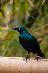 Obraz premium Birds at the zoo