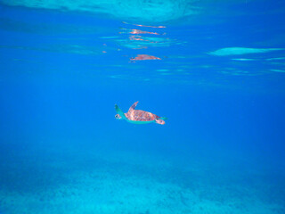 Obraz na płótnie Canvas Turtle swimming in Caribbean sea