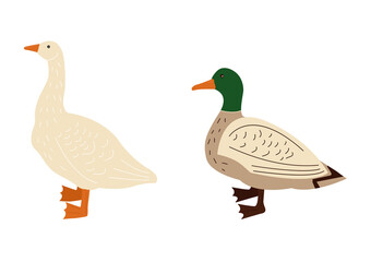 Vector set with farm birds, rustic domestic goose and duck . Agricultural animals in flat style isolated on white background. Childrens illustration
