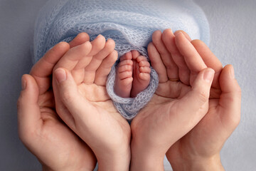 The palms of the father, the mother are holding the foot of the newborn baby in a blue blanket. Feet of the newborn on the palms of the parents. Studio photography of a child's toes, heels and feet. - obrazy, fototapety, plakaty