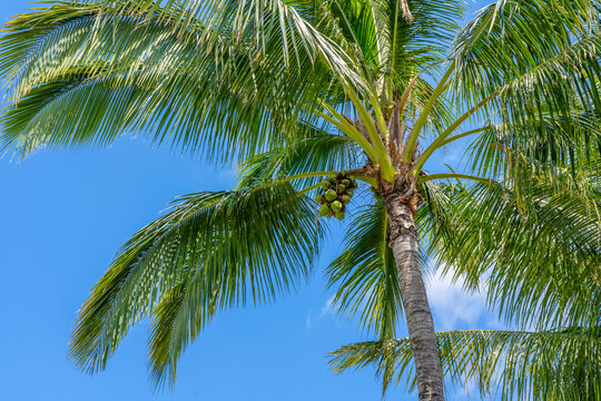 Coconut Palm tree with nuts on a blue sky, tropical island background. Travel holiday island nature card. Palm tree leaf on sky background.
