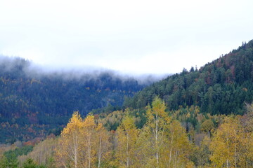 A view of the forest in autumn. October 2021, Vosges district, France.