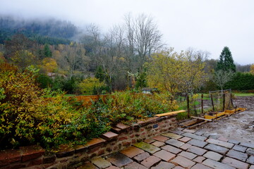 A view of the forest during a foggy day. Vosges mountains, France. October 2021.