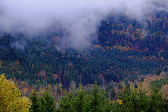 A view of the forest in autumn. October 2021, Vosges district, France.
