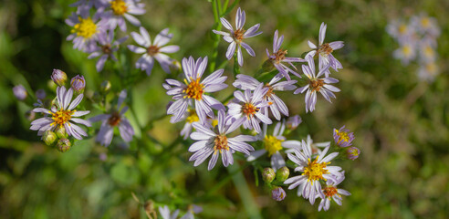 bushes, flower, nature, spring, plant, blossom, garden, summer, bloom, flora, beauty, grass, meadow, purple, field, yellow, petal, closeup, pink, herb, color, petals, macro, view, park, scenic, touris
