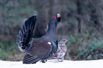 Finland, Northern Ostrobothnia Region, Kuusamo, western capercaillie, Tetrao urogallus karelicus. A...