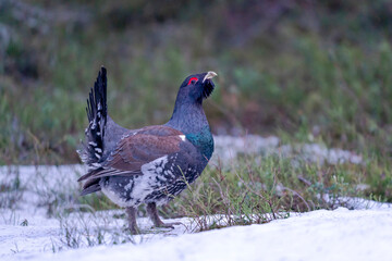 Finland, Northern Ostrobothnia Region, Kuusamo, western capercaillie, Tetrao urogallus karelicus. A young male approaches the lekking area.