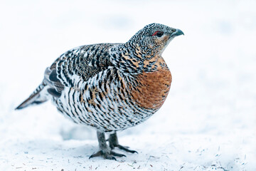 Finland, Northern Ostrobothnia Region, Kuusamo, western capercaillie, Tetrao urogallus karelicus. A female shows off its colorful feathers.